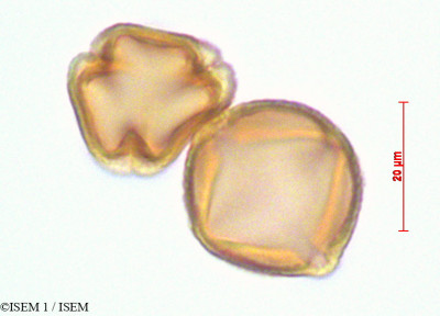 Saracha punctata - lame n° 29154